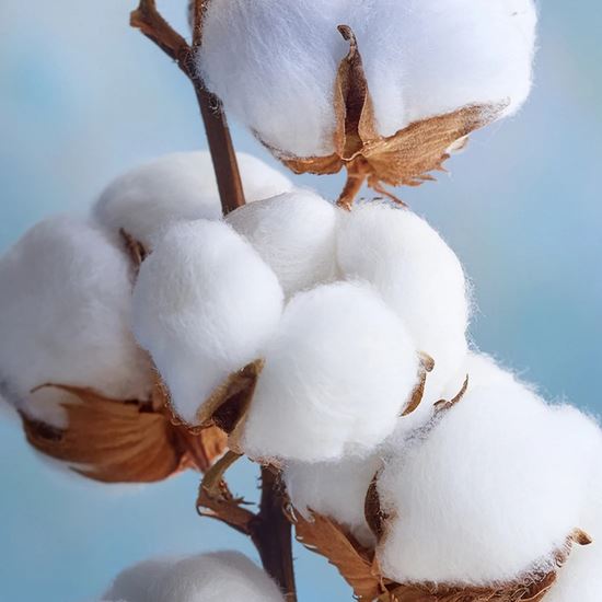 Picture of P-Wave Easy Fresh Covers - Cottom Blossom x12