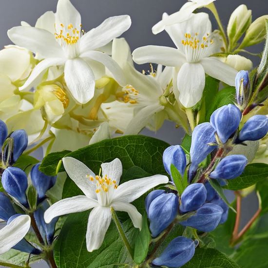 Picture of P-Wave Easy Fresh Covers - Honey Suckle x12